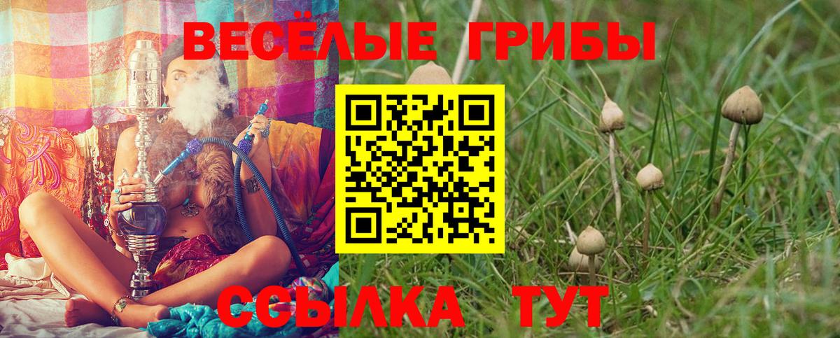 хочу   Вход с VPN  Курган  Галлюциногенные грибы Psilocybe 